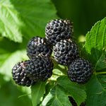Black Raspberry Bush