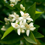 Your citrus tree will produce small white blossoms with an intoxicating perfume. 