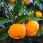 The Calomondin is a cross between a mandarin and a kumquat.