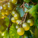 Carlos Muscadine Grape Vine is a heavy producer up to 100 pounds of grapes on a mature vine.