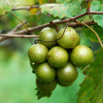 Carlos Scuppernong Grape Vine