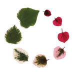 The leaf color progression in the Carolina Sweetheart Redbud.