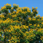 Cassia Tree