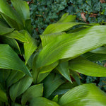 Wide leaves are lush and green.