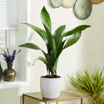 Cast Iron Plant is an easy to care for plant indoors or out.