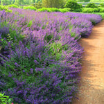 Plant multiple catmint for a bold statement of color.