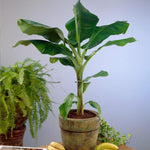 Can be grown indoors near a bright light source.