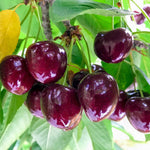 Chelan Cherry Tree