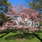 Dogwood trees are great for shady areas underneath taller trees.