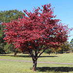 Cherokee Brave Dogwood Tree