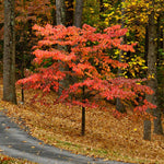 Great fall color in shades of red.