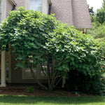 Makes a fantastic mature tree filled with figs in late summer.