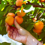 Chinese Mormon Apricots bloom late so they are perfect for areas with late frosts.