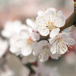 Your apricot tree will be filled with white blooms every spring.