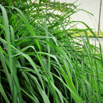 Citronella Grass