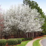 Cleveland Pear Trees have full white blooms in spring.