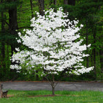 The Cloud 9 American White Dogwood is prolific flowerer every spring.
