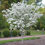 The Cloud 9 American White Dogwood is prolific flowerer every spring.