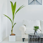 Coconut Palm Trees can be indoors where they can receive direct sun.