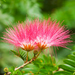 Bright pink powder puffs fill the tree in summer.