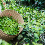Cold Hardy Tea Plant