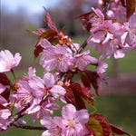 In spring your cherry tree will have pink flowers.