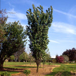 Columnar Sargent Cherry Tree