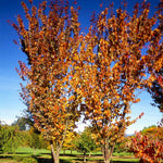 Sargent Cherry Trees have strong fall colors.