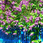 Our largest lilac fills your yard with it's wonderful scent.