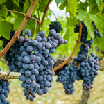 Concord grapes are self-fertile and have exceptional disease resistance.