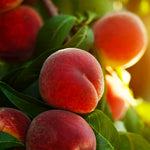 Contender Peach Trees are exceptionally hardy and disease resistant.
