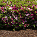 Conversation Piece Azaleas have multiple shades of pink on one shrub.