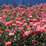 Coral Knock Out® Rose Shrub