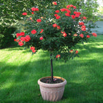 Coral Knock Out® Rose Tree