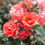 Coral Knock Out® Rose Tree