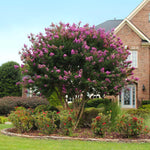Twilight Crape Myrtle is a large crape tree reaching heights of up to 25 feet.