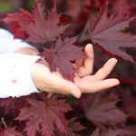 Crimson King Maples have deep, sharp leaf margins.