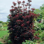 Crimson Sentry Norway Maple Tree
