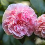 Debutante Camellia Shrub
