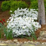 Bright white blooms cover the Delaware Valley Azalea every spring.