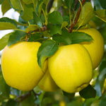 Dorsett Golden are a great yellow apple especially for warmer zones.