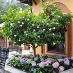 Double Blooming Gardenia Tree