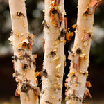 Bark is more brown and exfoliates faster than other River Birch.