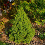 Dwarf Alberta Spruce Tree