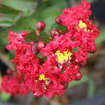 Blooms last from all summer to fall. Temperature and age of the bloom can affect the color of red crapes.