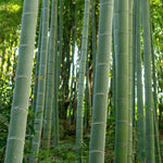 Edible Bamboo Plant