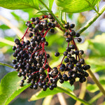 Elderberry Plant
