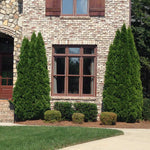 Emerald Green Arborvitae provide elegant privacy with no pruning.
