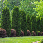 Combine your Emerald Green Arborvitae with other plants like these loropetalum for a more formal look.
