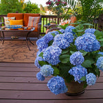 Hydrangeas adapt well to container planting.
